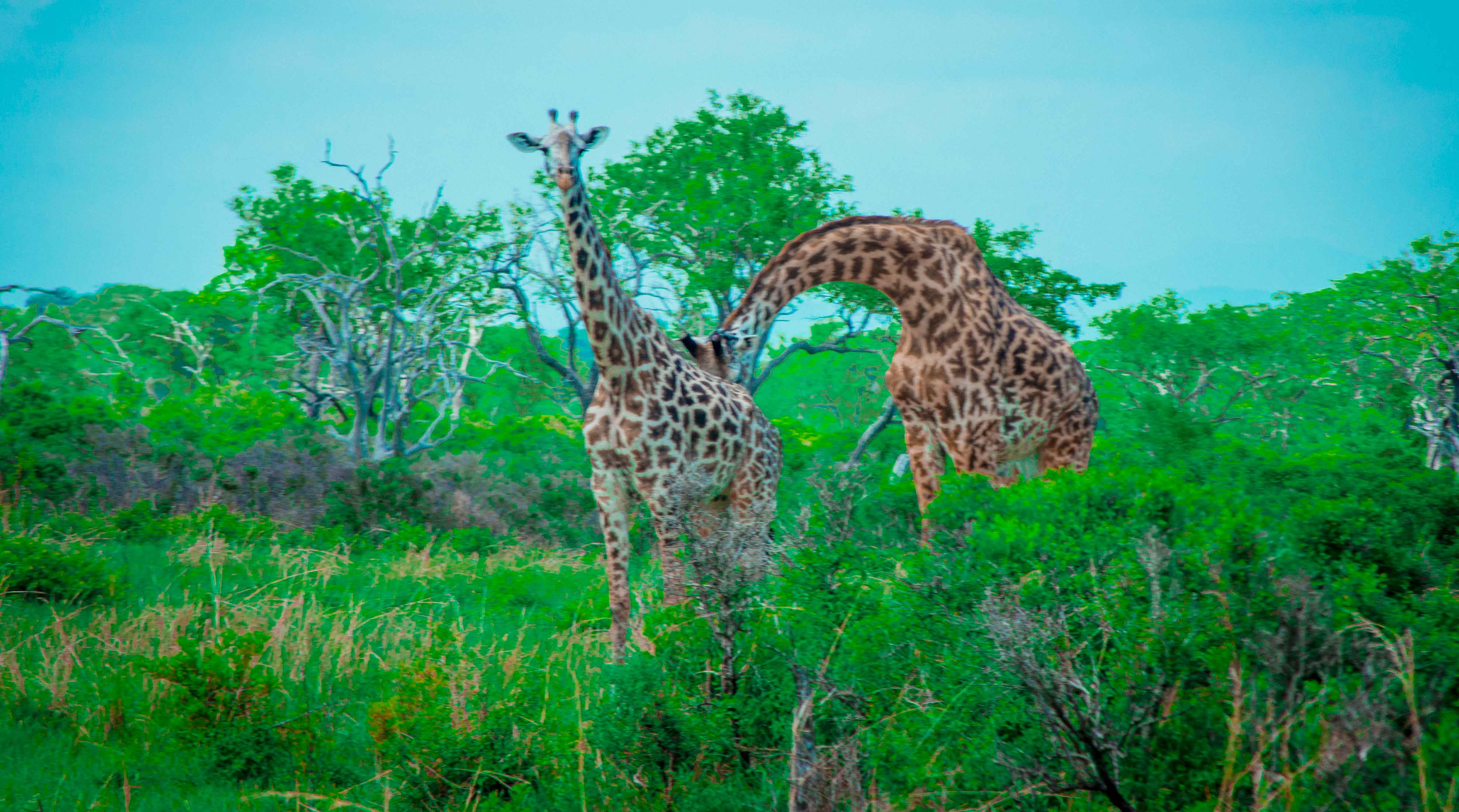 8 Day Kilimanjaro Lemosho Trek