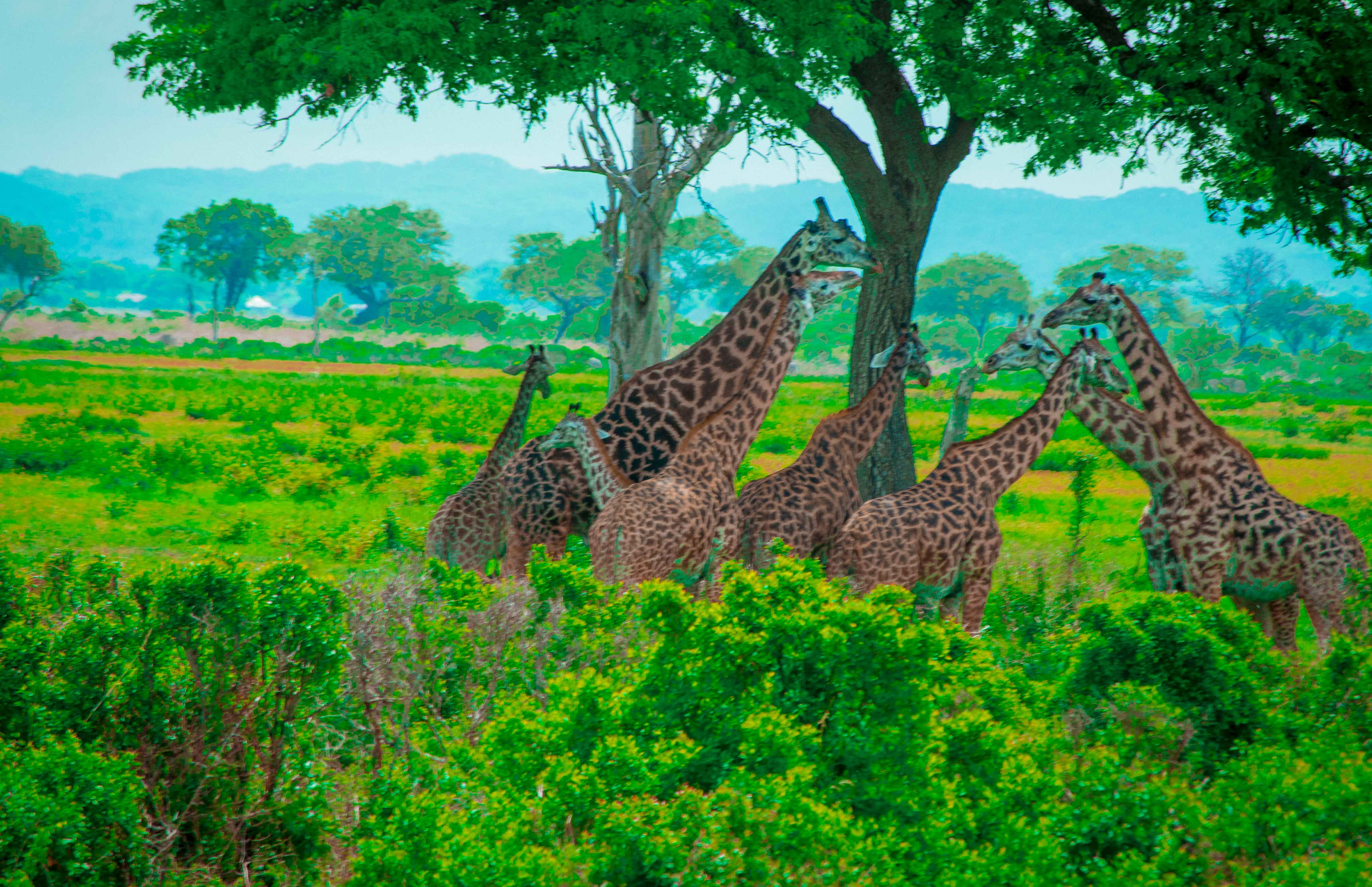 5 Day Kilimanjaro Marangu Trek