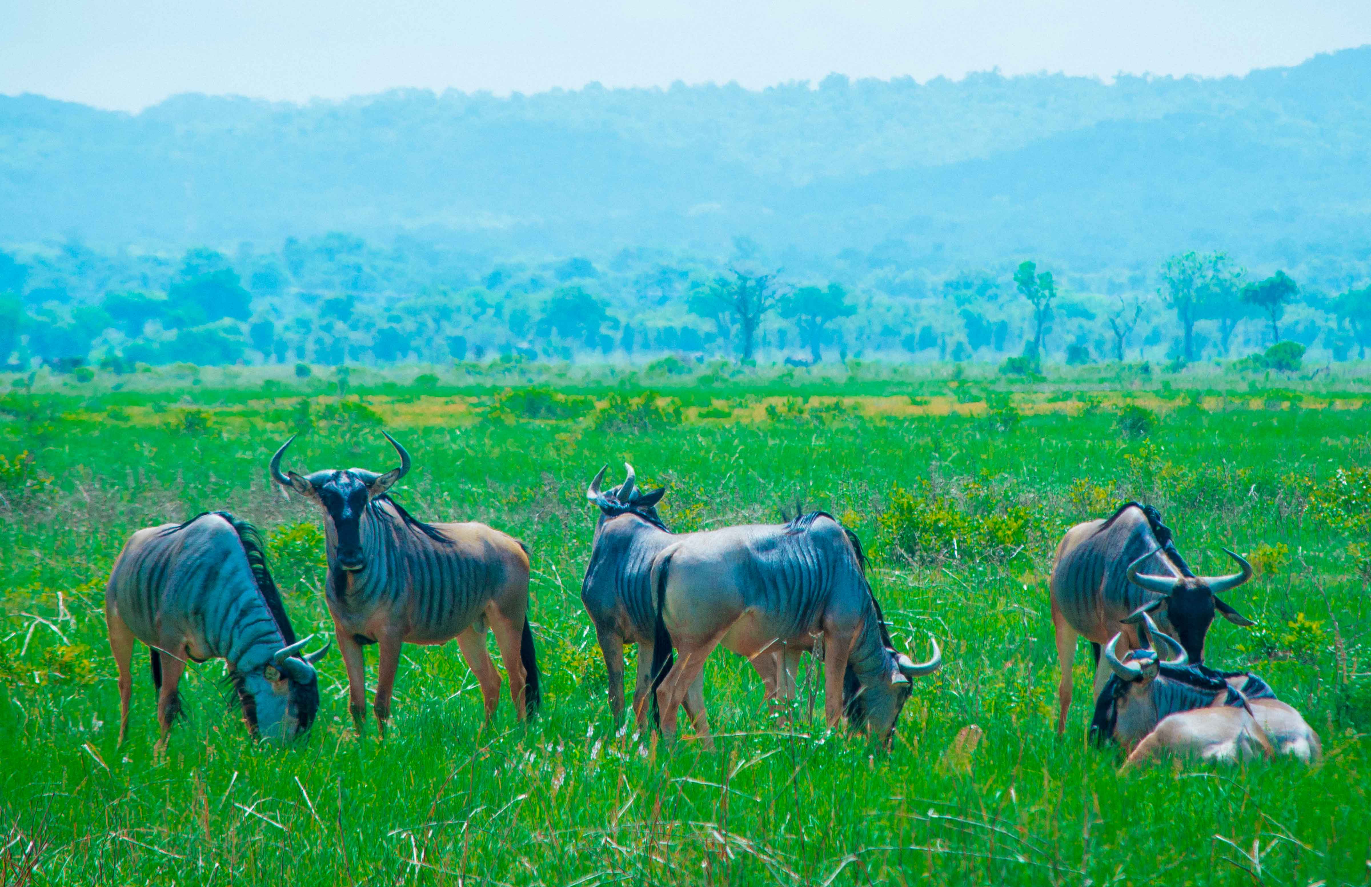 6 Day Kilimanjaro Machame Trek