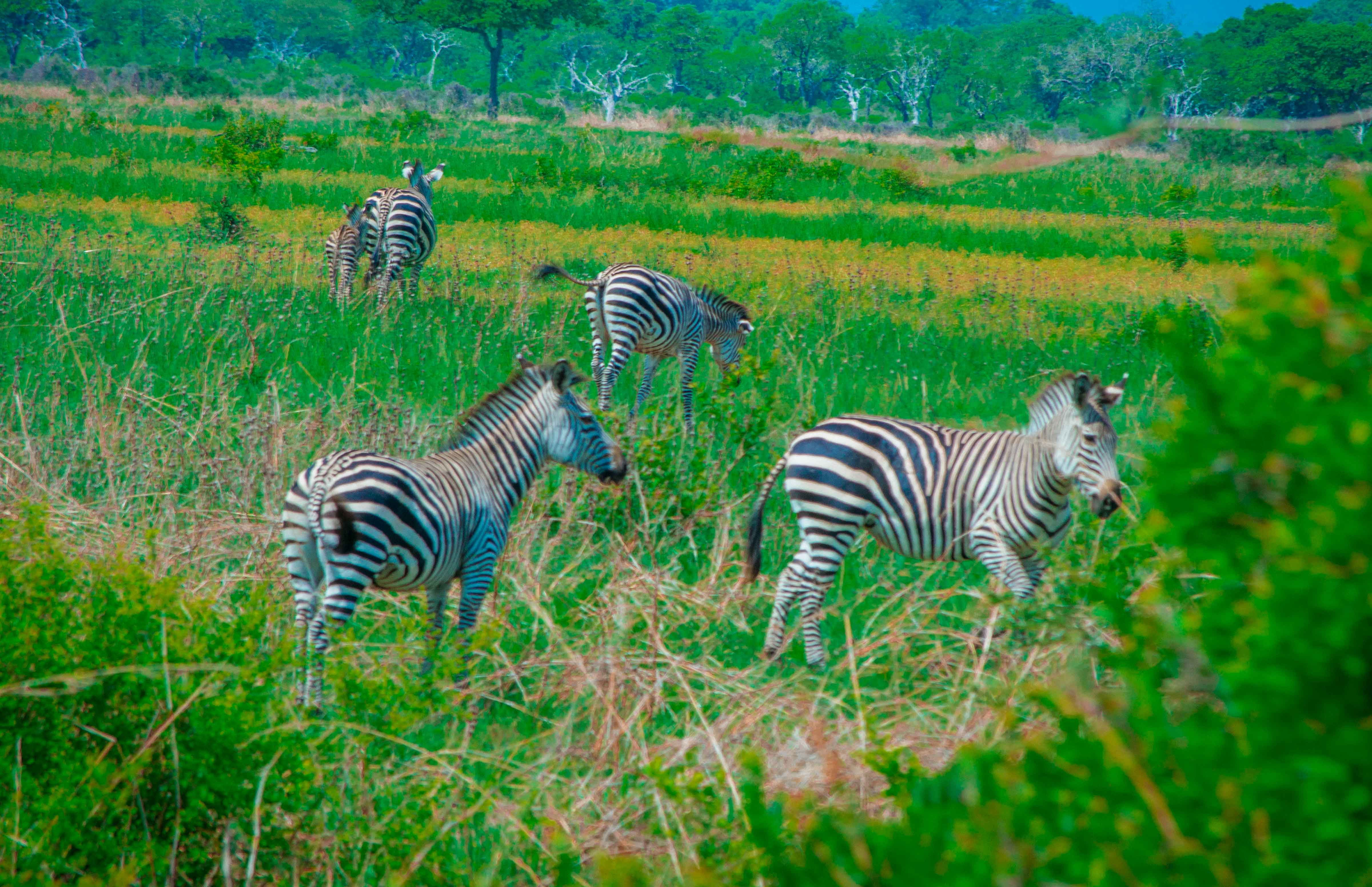 8 Day Kilimanjaro Northern Circuit Trek